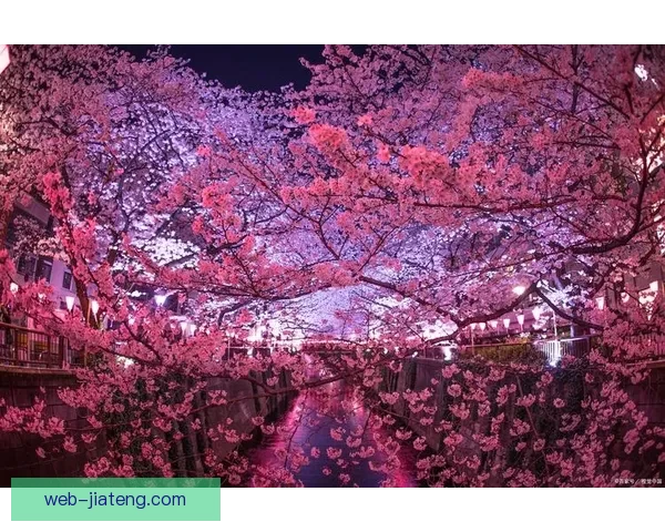 樱花视频网站：窥探日韩文化，点亮你的视觉盛宴